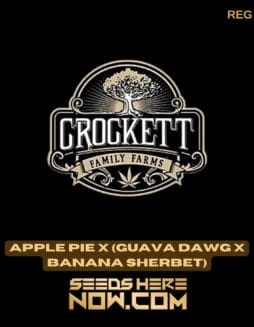 Apple Pie x (Guava Dawg x Banana Sherbet) (Regular) - Crockett Family FarmsApple Pie x (Guava Dawg x Banana Sherbet) (Regular) - Crockett Family Farms