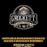 Apples & Bananas x Guava Dawg x Banana Sherbet (Regular) - Crockett Family Farms