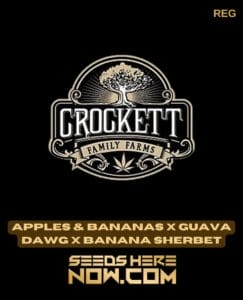 Apples & Bananas X Guava Dawg X Banana Sherbet (regular) - Crockett Family Farms
