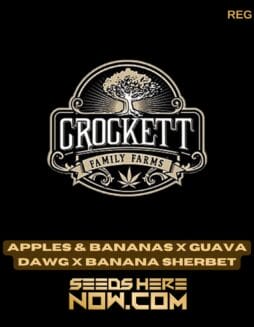 Apples & Bananas x Guava Dawg x Banana Sherbet (Regular) - Crockett Family FarmsApples & Bananas x Guava Dawg x Banana Sherbet (Regular) - Crockett Family Farms