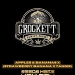 Apples & Bananas x (Strawberry Banana x Tangie) (Regular) - Crockett Family Farms