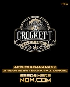 Apples & Bananas X (strawberry Banana X Tangie) (regular) - Crockett Family Farms