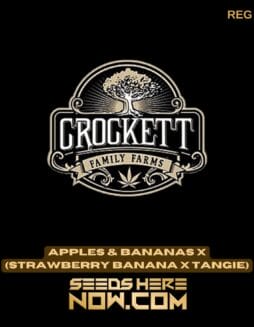 Apples & Bananas x (Strawberry Banana x Tangie) (Regular) - Crockett Family FarmsApples & Bananas x (Strawberry Banana x Tangie) (Regular) - Crockett Family Farms