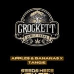 Apples & Bananas x Tangie (Regular) - Crockett Family Farms
