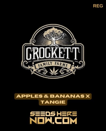 Apples & Bananas X Tangie (regular) - Crockett Family Farms