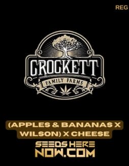 (Apples & Bananas x Wilson) x Cheese (Regular) - Crockett Family Farms(Apples & Bananas x Wilson) x Cheese (Regular) - Crockett Family Farms