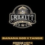 Banana God x Tangie (Regular) - Crockett Family Farms