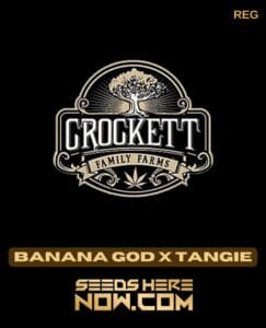 Banana God X Tangie (regular) - Crockett Family Farms