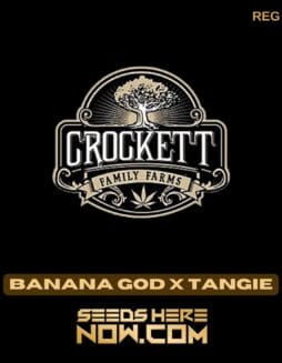 Banana God x Tangie (Regular) - Crockett Family FarmsBanana God x Tangie (Regular) - Crockett Family Farms