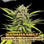 Banana Melt (Feminized) - Humboldt Seed Company