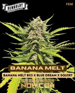 Banana Melt (Feminized) - Humboldt Seed Company