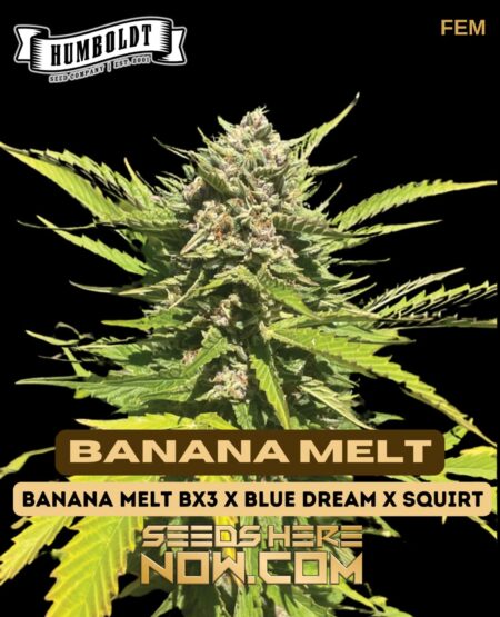 Banana Melt (Feminized) (space) Humboldt Seed Company