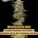 Banana OG (Feminized) - Humboldt Seed Company