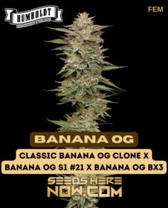 Banana OG (Feminized) - Humboldt Seed Company