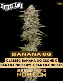 Banana OG (Feminized) - Humboldt Seed CompanyBanana OG (Feminized) - Humboldt Seed Company