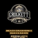 Beach Crashers x Guava Dawg (Regular) - Crockett Family Farms