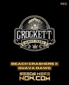 Beach Crashers x Guava Dawg (Regular) - Crockett Family Farms