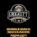 Bubble Gum x Guava Dawg (Regular) - Crockett Family Farms