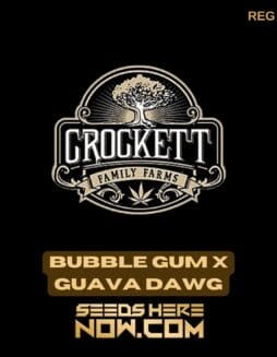 Bubble Gum x Guava Dawg (Regular) - Crockett Family FarmsBubble Gum x Guava Dawg (Regular) - Crockett Family Farms