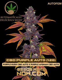 CBD Purple Auto (1:20) (Autoflower) - Automatically DeliciousCbd Purple Auto (1:20) (autoflower) - Automatically Delicious