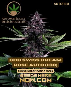 Cbd Swiss Dream Rose Auto (1:30) (autoflower) - Automatically Delicious