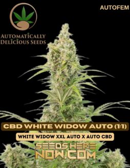 CBD White Widow Auto (1:1) (Autoflower) - Automatically DeliciousCBD White Widow Auto (1:1) (Autoflower) - Automatically Delicious