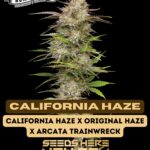 California Haze (Feminized) - Humboldt Seed Company