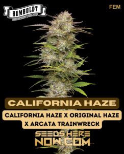 California Haze (Feminized) - Humboldt Seed Company