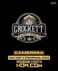 Camerosa (regular) - Crockett Family Farms