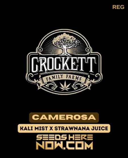 Camerosa (regular) - Crockett Family Farms
