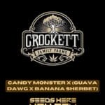 Candy Monster x (Guava Dawg x Banana Sherbet) (Regular) - Crockett Family Farms