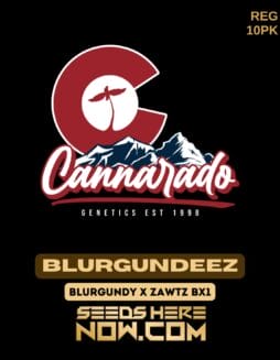 Cannarado Genetics - Blurgundeez {REG} [10pk]Cannarado Genetics - Blurgundeez {REG} [10pk]