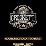 Carmelita x Tangie (Regular) - Crockett Family Farms