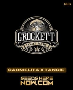 Carmelita X Tangie (regular) - Crockett Family Farms