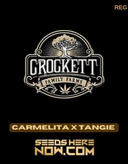 Carmelita x Tangie (Regular) - Crockett Family FarmsCarmelita x Tangie (Regular) - Crockett Family Farms