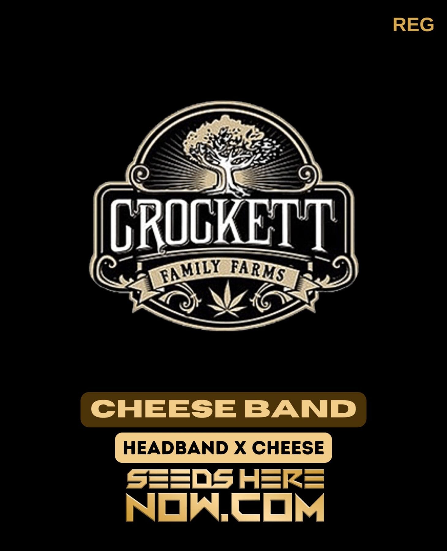 Cheese Band (Regular) - Crockett Family Farms