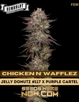 Chicken n' Wafflez (Feminized) - Humboldt Seed CompanyChicken n' Wafflez (Feminized) - Humboldt Seed Company