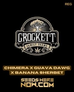 Chimera x Guava Dawg x Banana Sherbet (Regular) - Crockett Family Farms