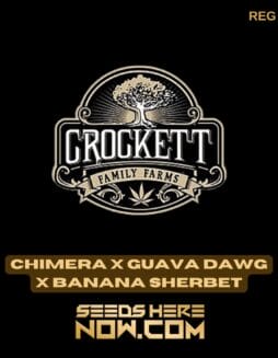 Chimera x Guava Dawg x Banana Sherbet (Regular) - Crockett Family FarmsChimera x Guava Dawg x Banana Sherbet (Regular) - Crockett Family Farms