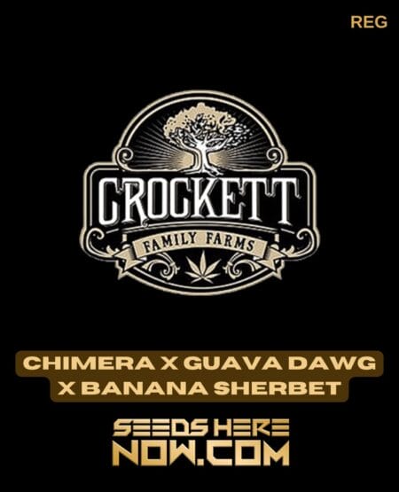 Chimera X Guava Dawg X Banana Sherbet (regular) - Crockett Family Farms