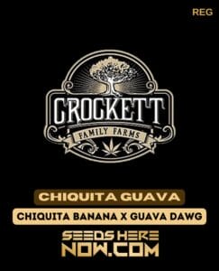 Chiquita Guava (regular) - Crockett Family Farms