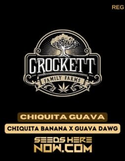 Chiquita Guava (Regular) - Crockett Family FarmsChiquita Guava (regular) - Crockett Family Farms