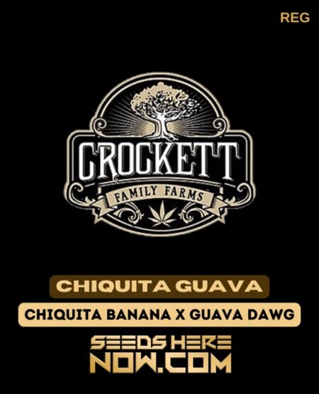 Chiquita Guava (regular) - Crockett Family Farms