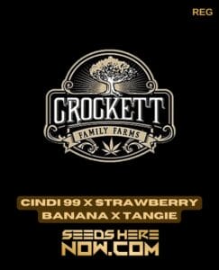 Cindi 99 X Strawberry Banana X Tangie (regular) - Crockett Family Farms