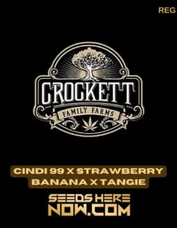 Cindi 99 x Strawberry Banana x Tangie (Regular) - Crockett Family FarmsCindi 99 x Strawberry Banana x Tangie (Regular) - Crockett Family Farms