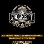 Clementine x (Strawberry Banana x Tangie) (Regular) - Crockett Family Farms