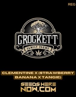 Clementine x (Strawberry Banana x Tangie) (Regular) - Crockett Family FarmsClementine x (Strawberry Banana x Tangie) (Regular) - Crockett Family Farms