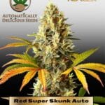 Red Super Skunk (Autoflower) - Automatically Delicious