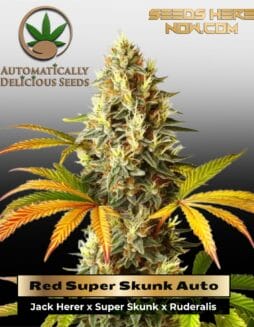 Red Super Skunk Auto (Autoflower) (space) Automatically Delicious