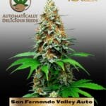 San Fernando Valley (Autoflower) - Automatically Delicious